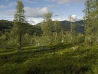 N, Sogn og Fjordane, Sogndal, Birchforest 1, Saxifraga-Willem van Kruijsbergen